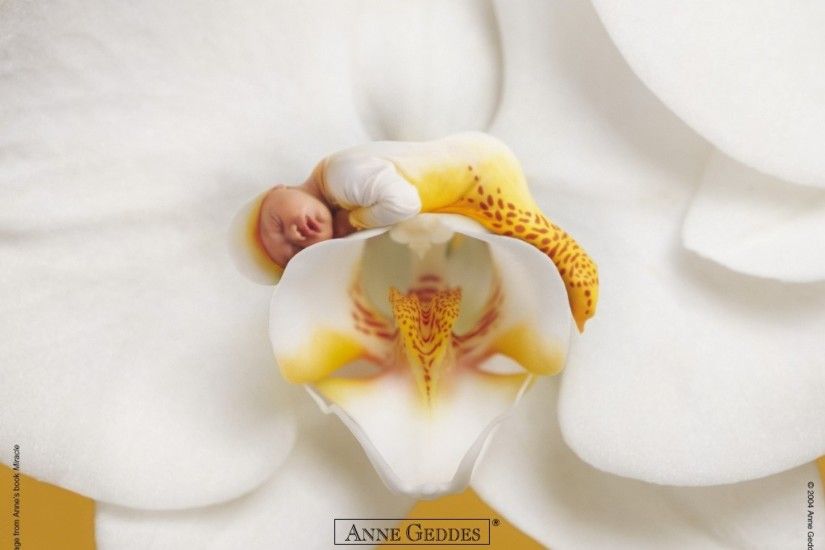 flowers babies sleeping anne geddes orchids white flowers Wallpaper HD