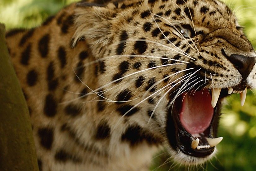 leopard wallpaper angry. Â«Â«