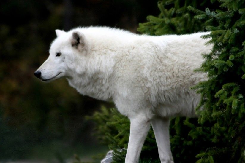 Arctic Wolf Wallpaper Wolves Animals Wallpapers