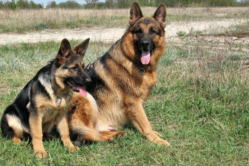 German Shepherds were bred specifically for their intelligence, a trait for  which they are now famous. In the book The Intelligence of Dogs, author  Stanley ...
