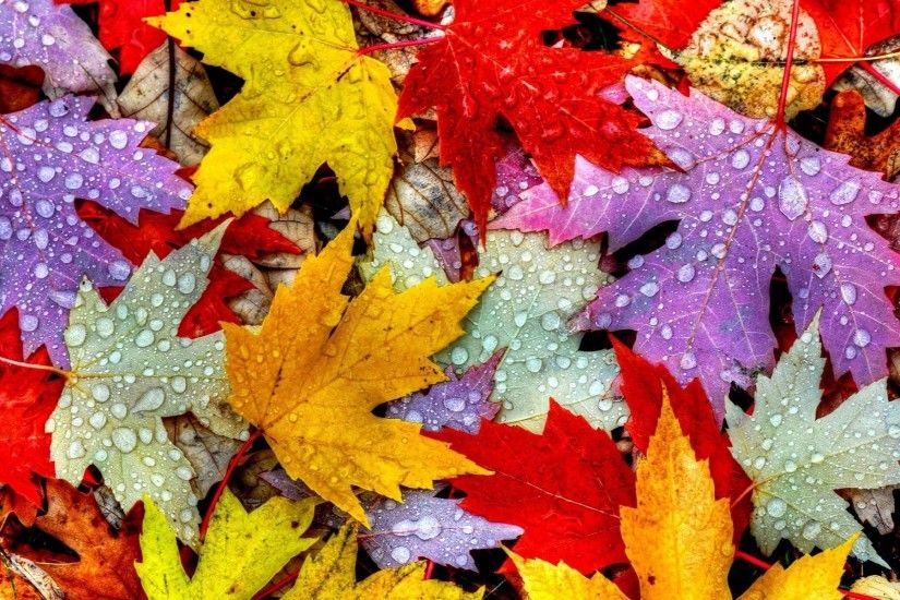 colorful-tree-leaf-together-nature-beauty-wallpapers