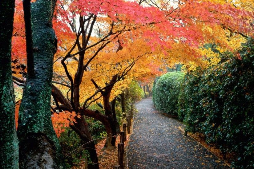 Autumn Nature Wallpaper Desktop
