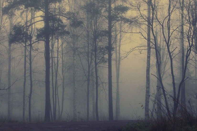 wallpaper.wiki-Foggy-forest-hd-wallpapers-PIC-WPB004361