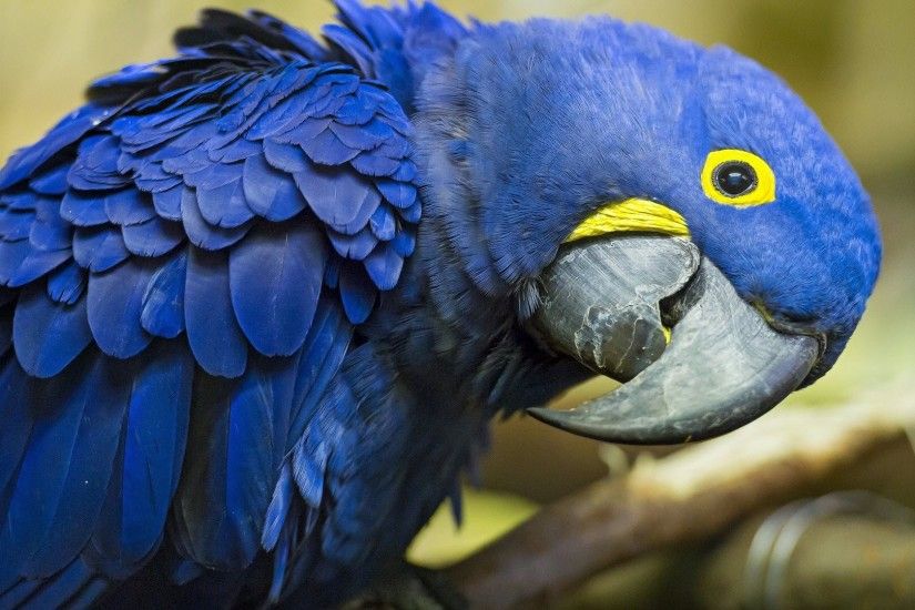 Blue Parrot Wallpaper
