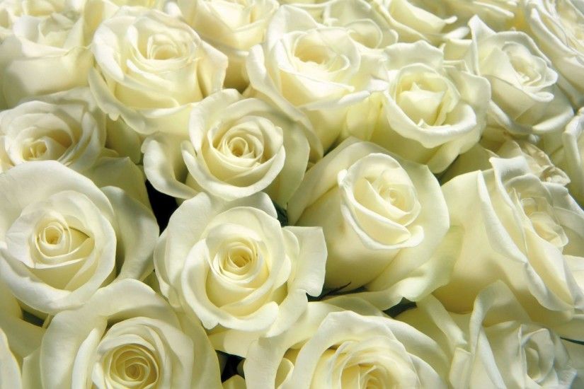 Cool Backgrounds Images White Rose , Wallpapers, HD Wallpapers .