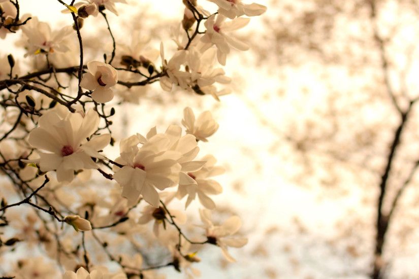 Best 25 White flower wallpaper ideas on Pinterest | Floral .