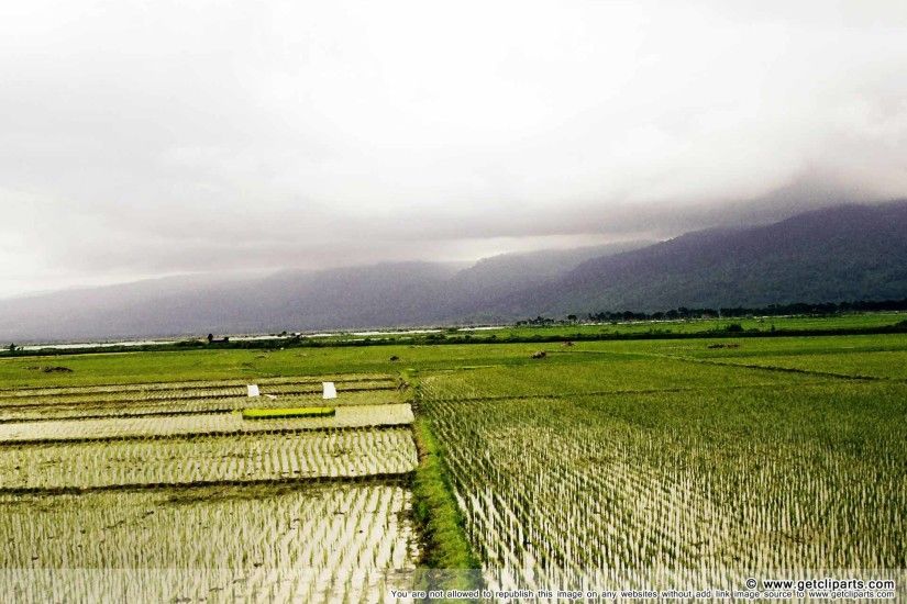 Image of farm rice background for your desktop image or powerpoint  background template.