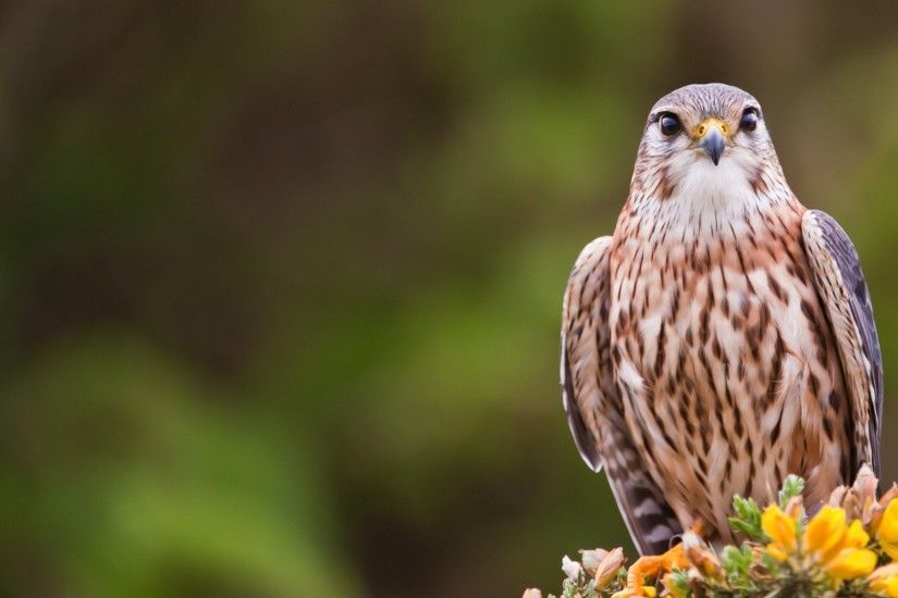 Merlin Falcon Bird
