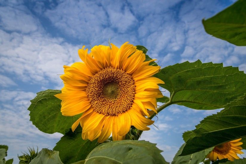 2048x1365px sunflower computer desktop backgrounds by Tatiana Little