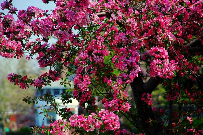 HD Apple Blossoms Wallpaper | Download Free - 55928