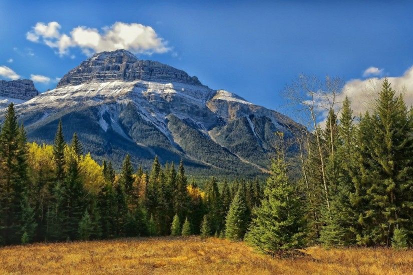 alberta banff national park mountain canada rocky mountains banff bow  valley canada forest tree albert canadian