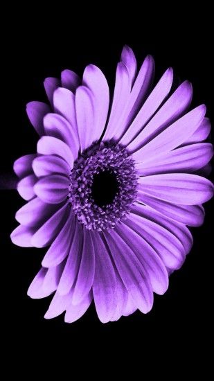 ... violet daisy flower iphone wallpaper 3d iphone wallpaper ...