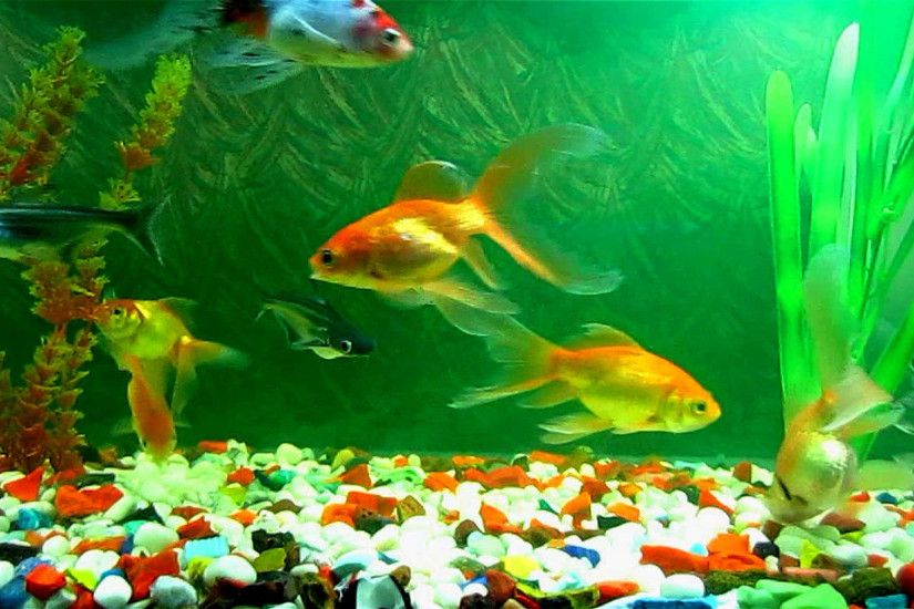 Aquarium-Fish-Tank-Wallpaper-HD-1080p
