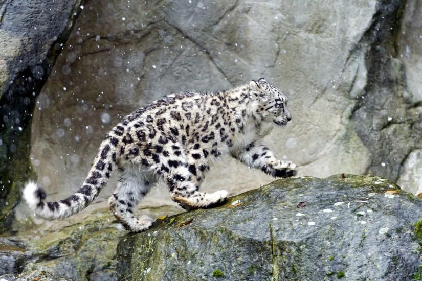 HD Wallpaper | Background ID:407213. 2880x1800 Animal Snow Leopard. 6 Like.  Favorite