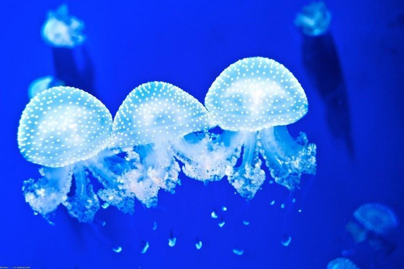 ... Jellyfish Wallpaper ...