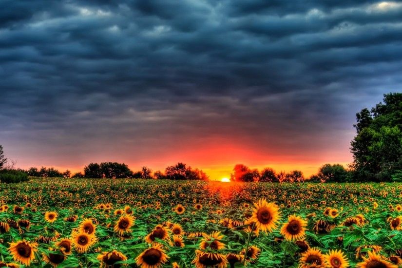 Field Of Sunflowers 880427