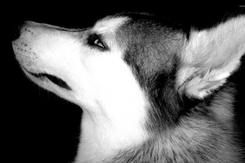 Husky wallpaper 1920x1200 jpg