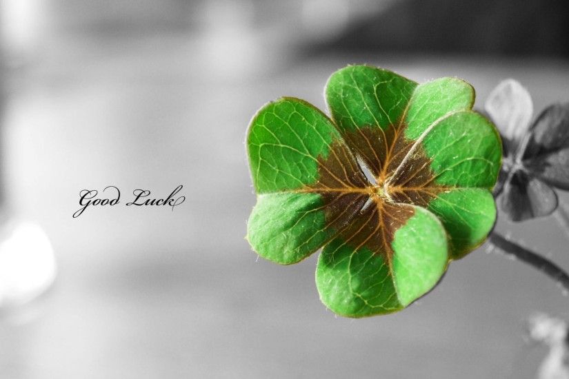 four leaf clover wallpapers