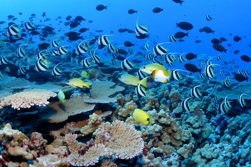 Coral Reef Fishes Wallpaper HD wallpapers - Coral Reef Fishes Wallpaper