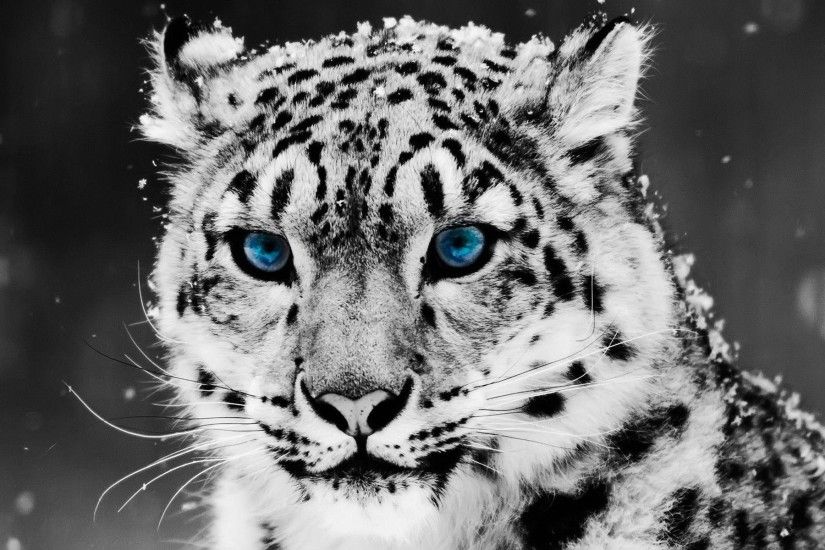 Snow Blue Eyed Leopard Animal Desktop Wallpaper | Wallpaper