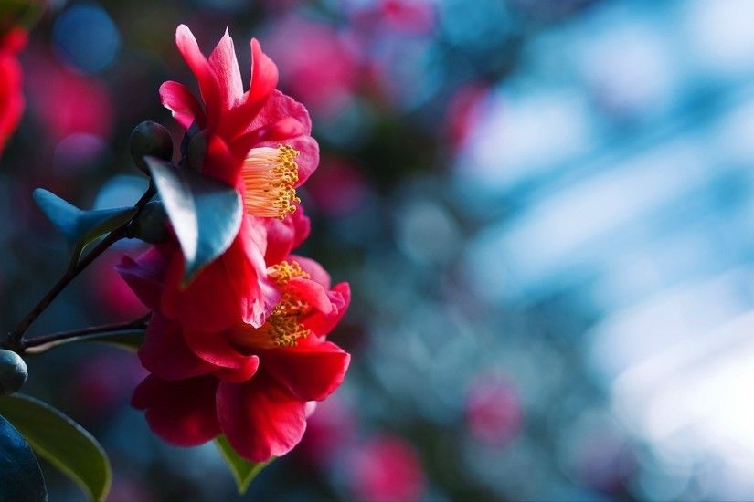 Picture of red flowers HD Desktop Wallpaper