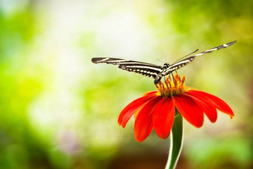 Butterfly with Flowers Wallpaper HD Resolution Mekamak