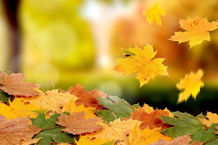 fall leaves background 6018