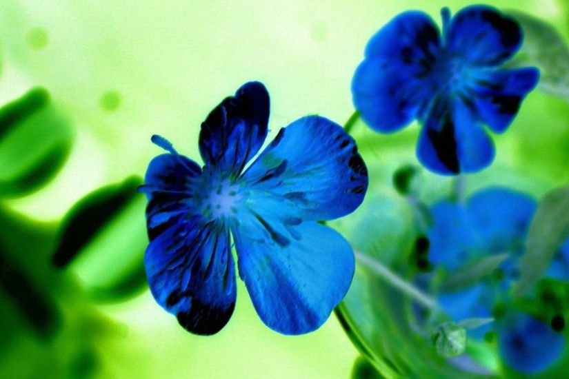 hd pics photos flowers blue green desktop background wallpaper
