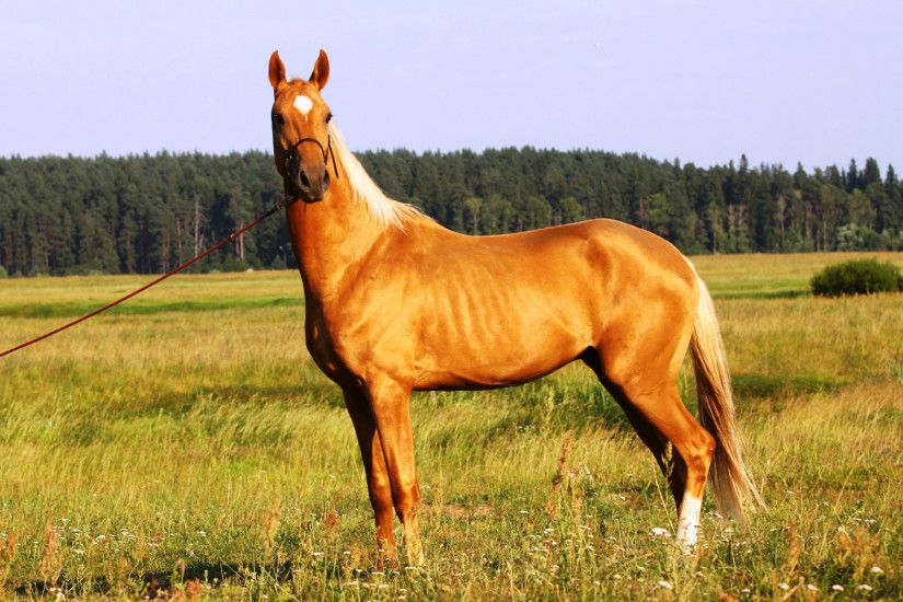 Most Beautiful Horse Desktop Wallpaper