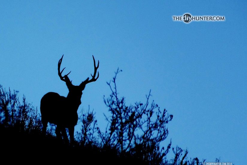 ... mule deer buck on skyline
