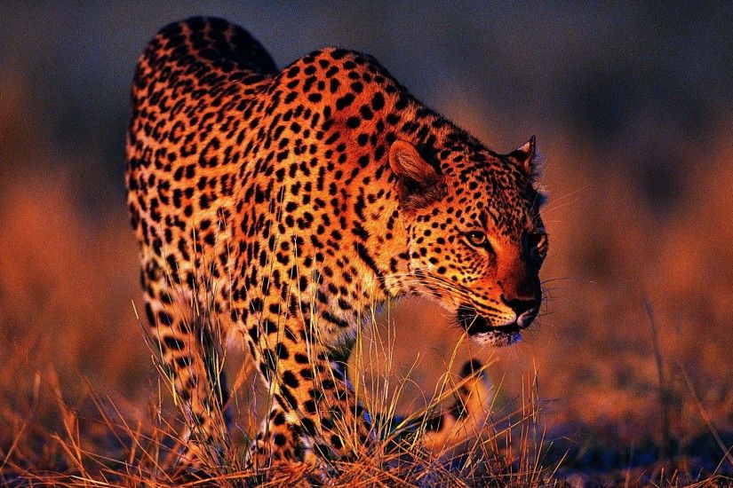 Leopard Images wallpapers (62 Wallpapers)
