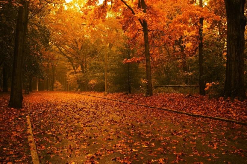 Scenery Pics images Trees in autumn HD wallpaper and background photos