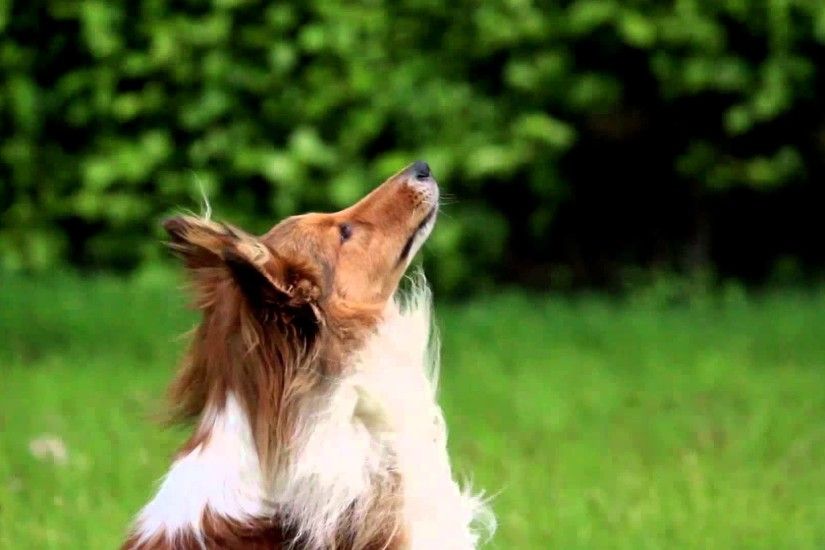 [SHELTIE DIEGO] Amazing Dog Tricks! - YouTube