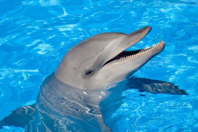 Wallpaper 1920x1080 Dolphin, Water, Swim, Head Full HD 1080p HD .