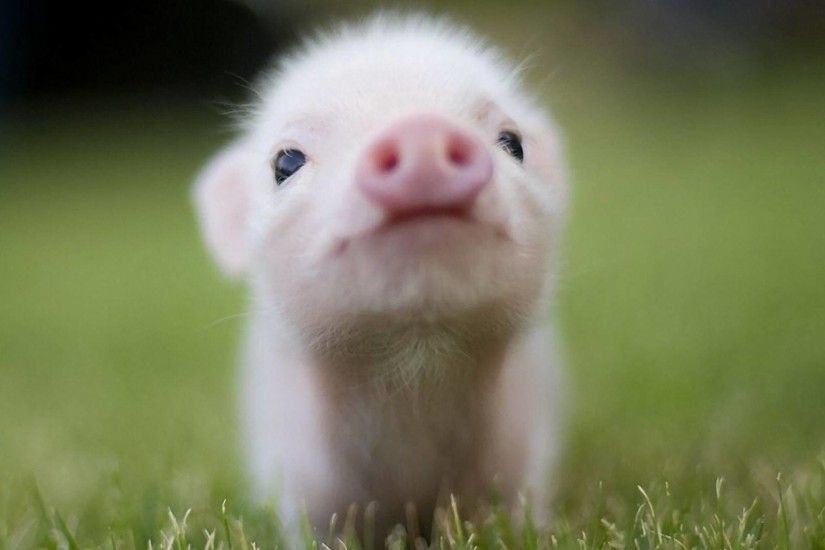 cute pig - Animal-Lovers Wallpaper