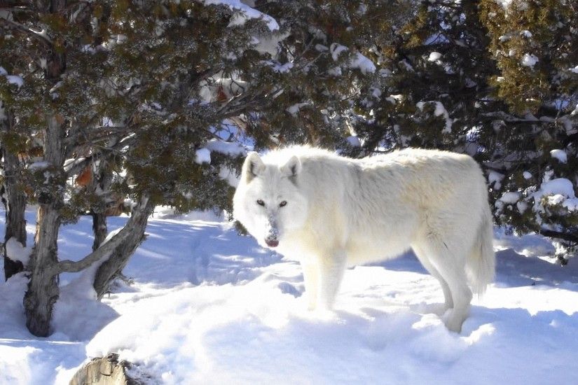 arctic wolf facts and images wallpaper