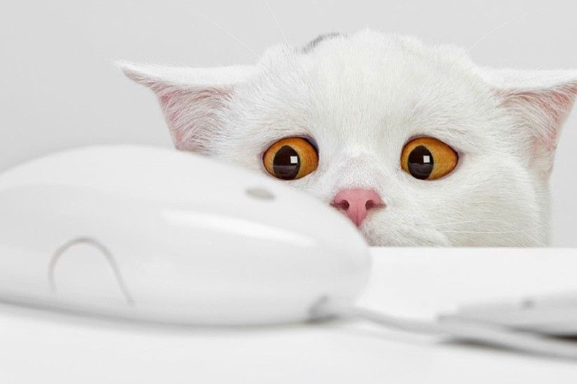 White cat scared of PC mouse: