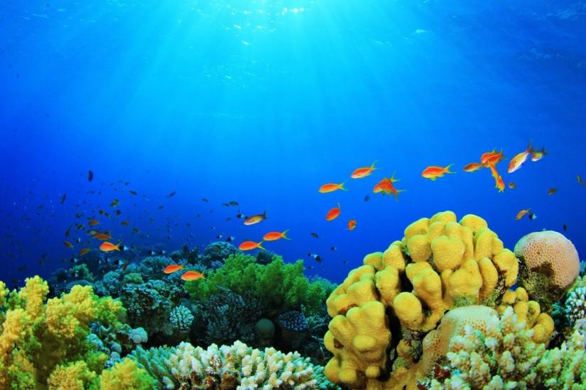 Coral Tag - Depths Sea Plants Algae Colors Sun Nature Coral Fish Aquarium  Hd Free for