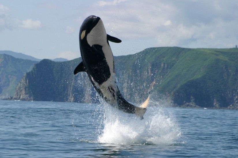 killer whale sea jump mountain kamchatka photo