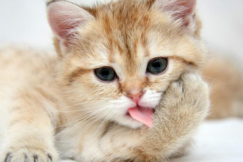 Cute Cat Wallpapers - Full HD wallpaper search