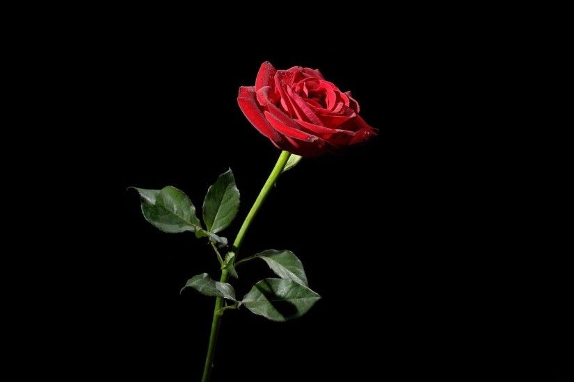 2560x1600 Wallpaper rose, red, flower, black background