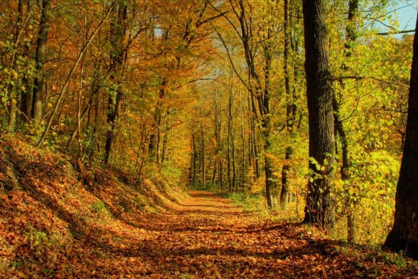 HD Autumn Forest Landscape Desktop Wallpaper Marvelous Landscape Hd Desktop  Wallpapers