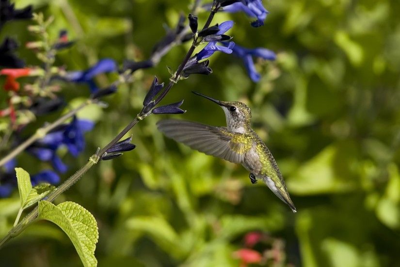 Hummingbirds Live Wallpaper - Android Apps on Google Play ...