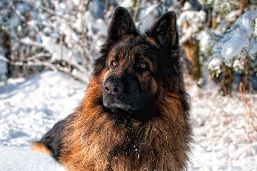 German Shepherd Dog Snow Wallpaper for 2560x1440