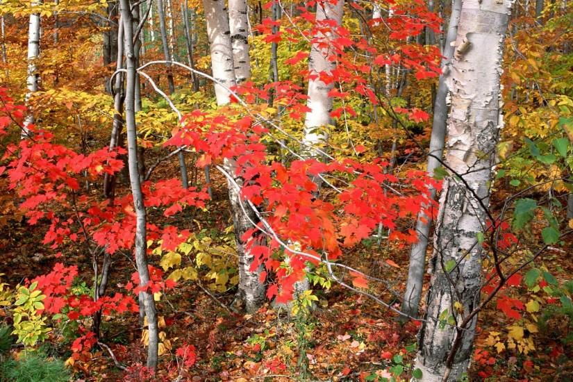 Birch Trees In Autumn Wallpaper