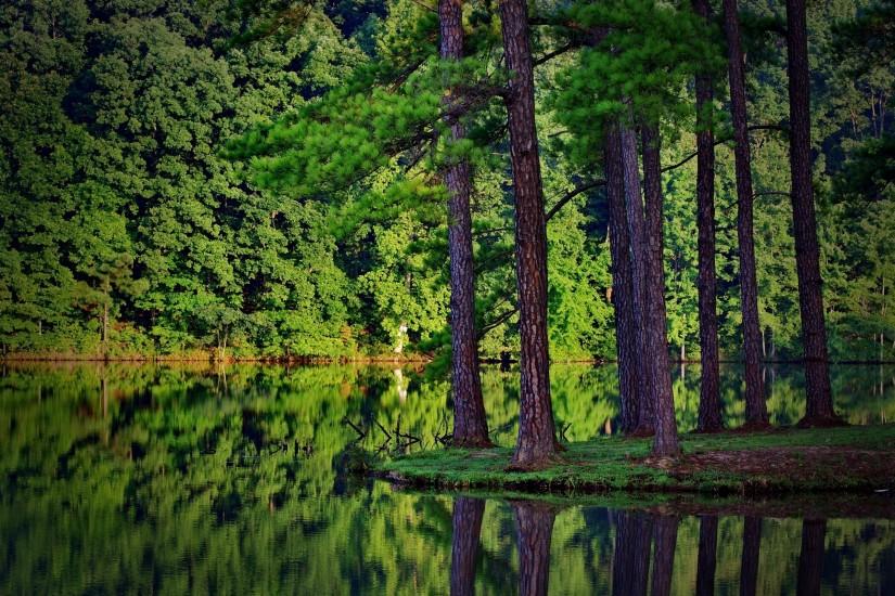 Wallpaper forest, tree, lake, pine, reflection, Beautiful pine trees .