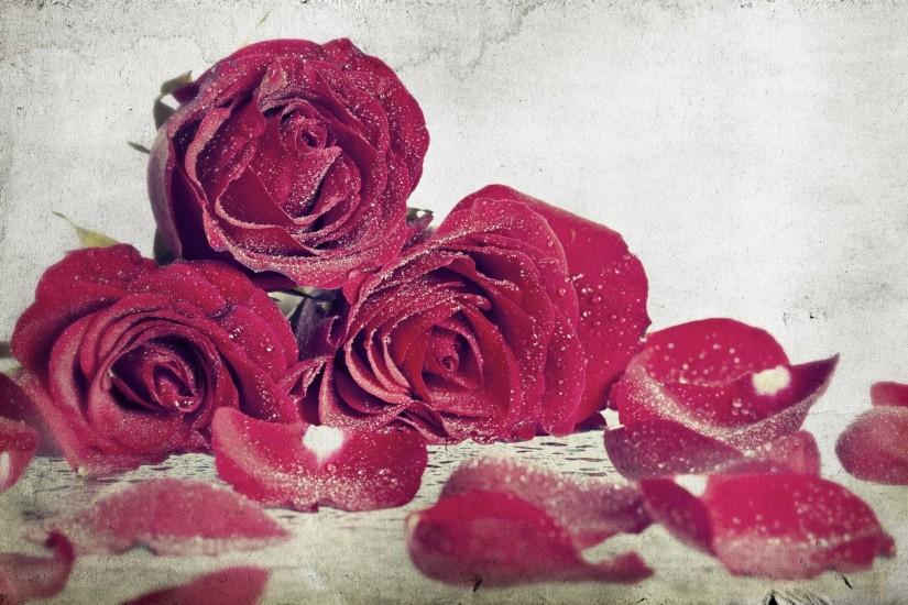 widescreen roses background 1920x1261 photo