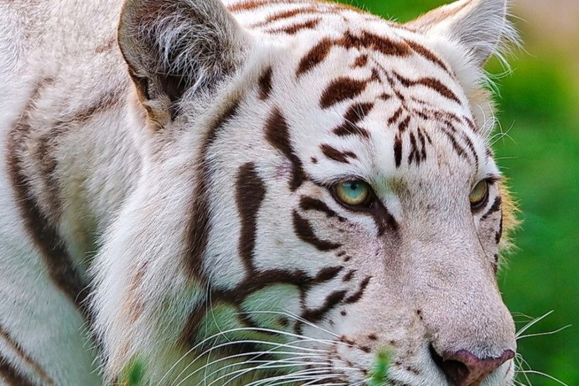 3840x1200 Wallpaper tiger, white, striped, big cat