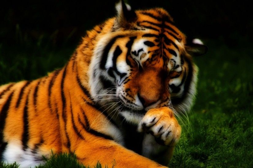 tiger, face, predator