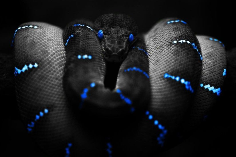 Snake HD PC Wallpapers